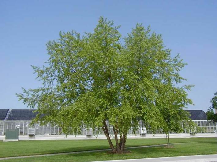 Descripción: Descripción: https://i0.wp.com/ganimsgardencenter.com/wp-content/uploads/2017/01/9497_X800-0628051cs.jpg?fit=800%2C599&ssl=1